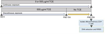 Continuous Developmental and Early Life Trichloroethylene Exposure Promoted DNA Methylation Alterations in Polycomb Protein Binding Sites in Effector/Memory CD4+ T Cells